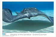 Stingray at the Sandbar - Grand Cayman Copyright 2006 VIP Productions. Images may be reproduced for non-commercial use only. All rights reserved with VIP Productions. For commercial use, usage rates...