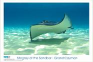Stingray at the Sandbar - Grand Cayman Copyright 2006 VIP Productions. Images may be reproduced for non-commercial use only. All rights reserved with VIP Productions. For commercial use, usage rates...