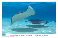 Stingrays at the Sandbar - Grand Cayman Copyright 2006 VIP Productions. Images may be reproduced for non-commercial use only. All rights reserved with VIP Productions. For commercial use, usage rates...