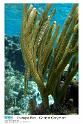 Trumpetfish - Grand Cayman Copyright 2006 VIP Productions. Images may be reproduced for non-commercial use only. All rights reserved with VIP Productions. For commercial use, usage rates...