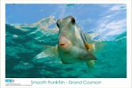 Smooth Trunkfish - Grand Cayman Copyright 2006 VIP Productions. Images may be reproduced for non-commercial use only. All rights reserved with VIP Productions. For commercial use, usage rates...