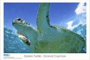 Green Turtle - Grand Cayman Copyright 2006 VIP Productions. Images may be reproduced for non-commercial use only. All rights reserved with VIP Productions. For commercial use, usage rates...